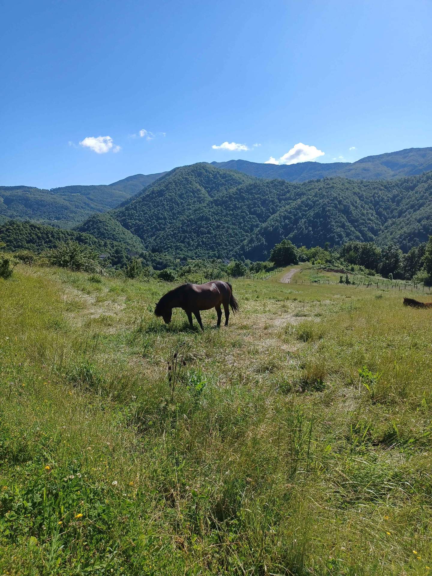 cavallo su paddock