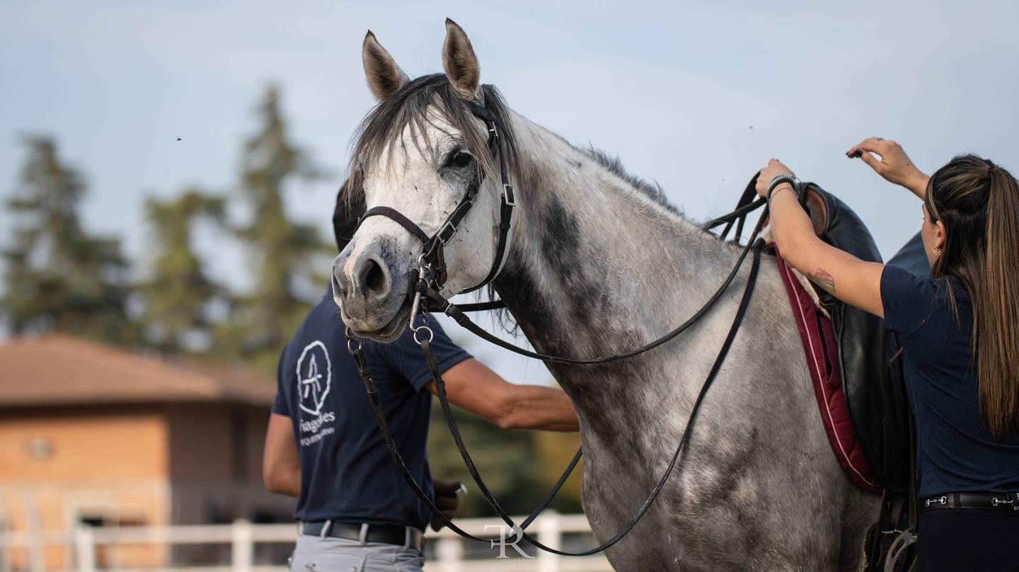 elena istruttrice con cavallo anglo-arabo