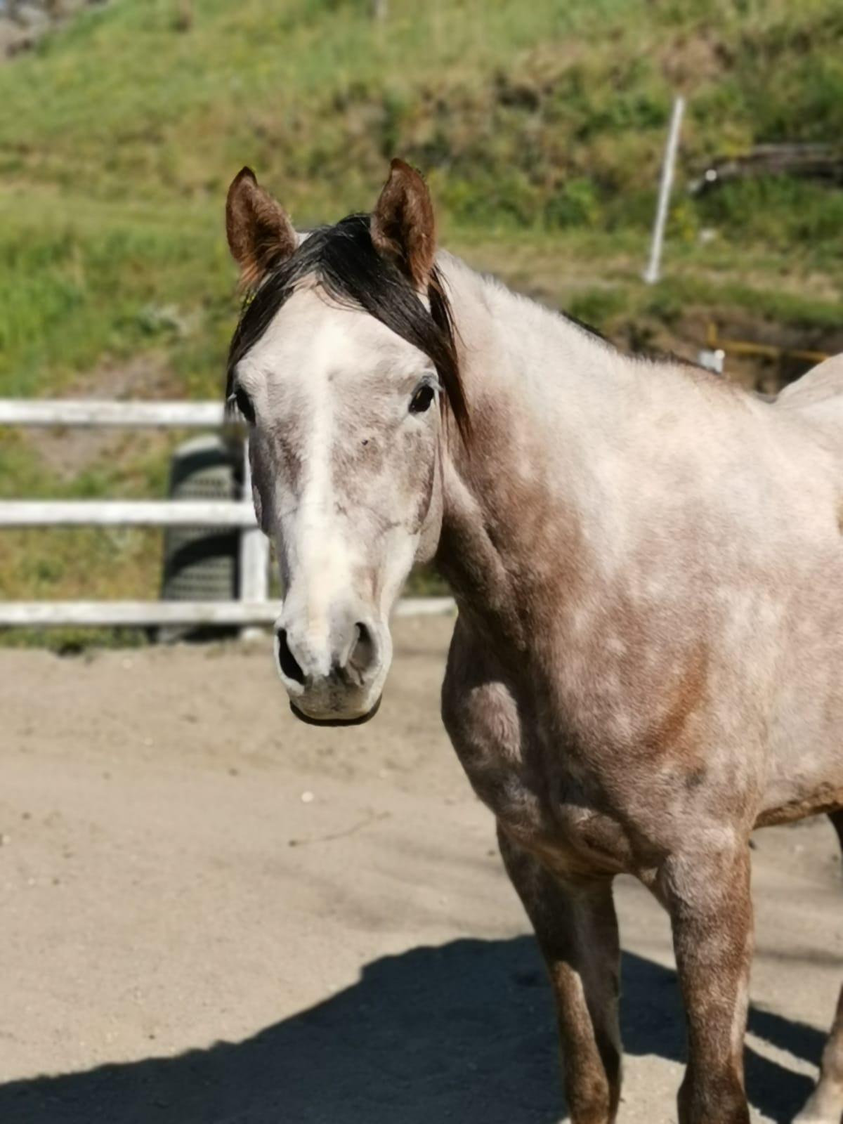 cavallo anglo-arabo