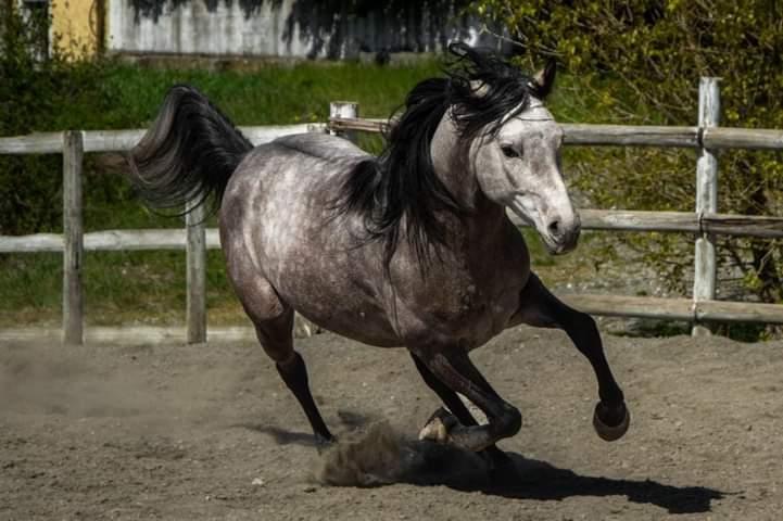 cavallo anglo-arabo